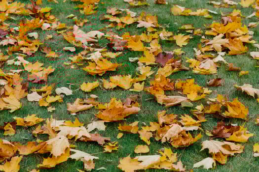 Background from yellow leaves, green grass, autumn concept. Macro photo of foliage. Season concept. Ground covered with maple leaves