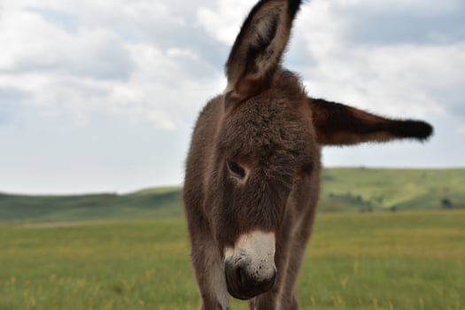Very Long Ears on a Burro Foal Standing in a Field photo