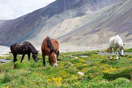 Horse in a green meadow. photo
