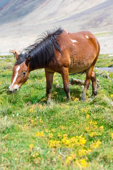 Horse in a green meadow. photo
