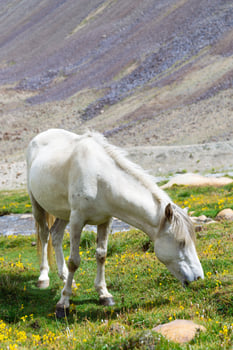 Horse in a green meadow. photo