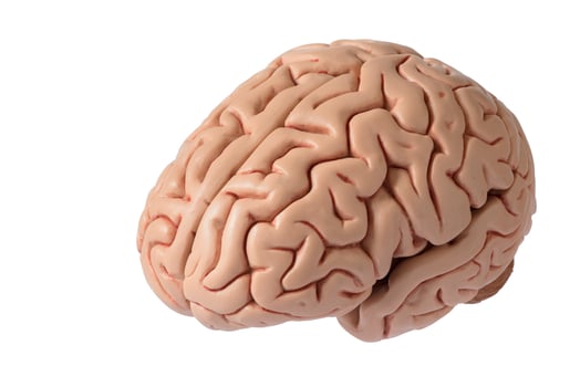 Artificial human brain model on white background photo