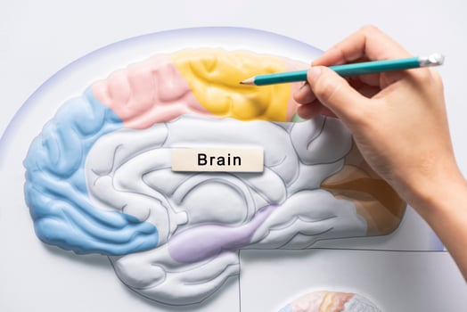 Hand holding pencil to teach of brain anatomy photo