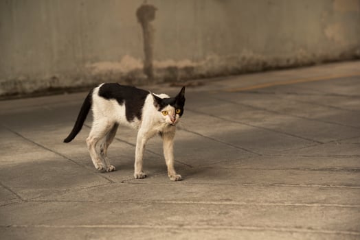 A thin cat looking straight on the walkway photo