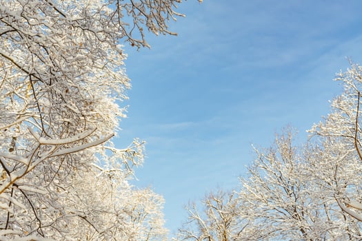 Frossty winter landscape. Trees in snow photo