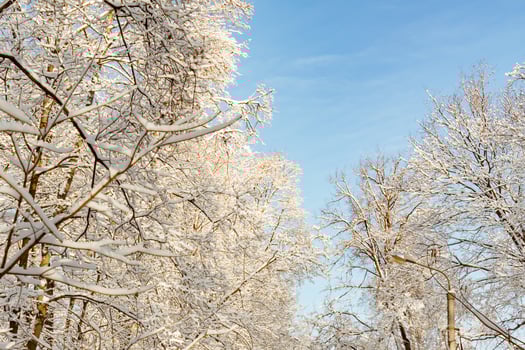 Frossty winter landscape. Trees in snow photo