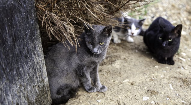 Abandoned cats on the street photo