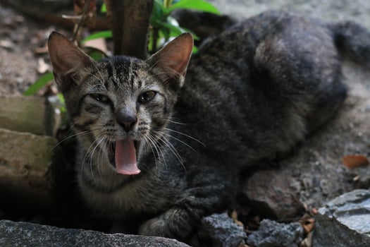 Cute Asian cat expression while in the yard. photo