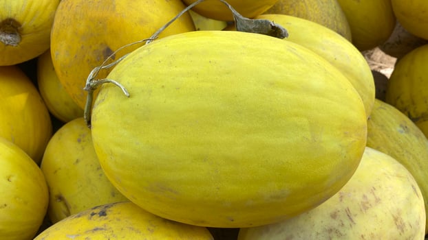 Background of yellow melons in a large pile photo