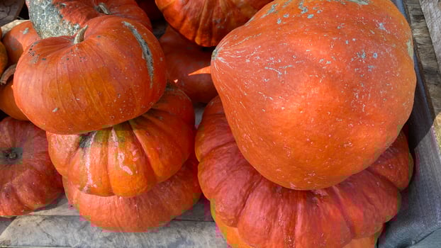 Large orange pumpkins on the counter of the street market photo