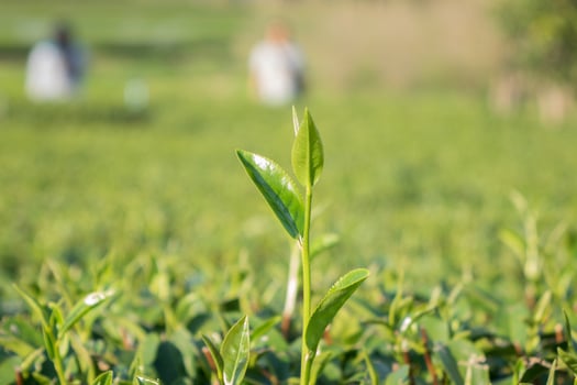 Tea leave in the field photo