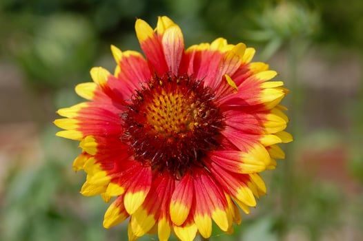 Yellow And Red Indian Blanket Flower Close Up photo