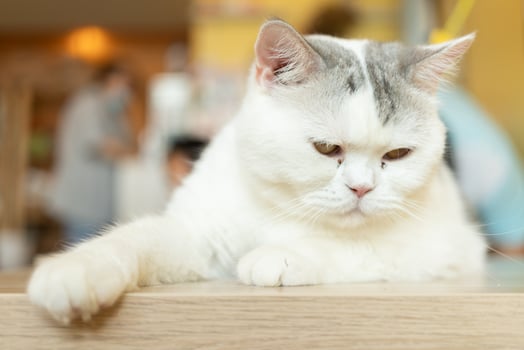cute cat looking around, concept of pets, domestic animals. Close-up portrait of cat sitting down looking around photo