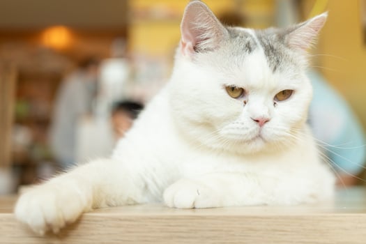 cute cat looking around, concept of pets, domestic animals. Close-up portrait of cat sitting down looking around photo