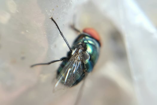 photo macro insect flies animal in a dirty environment