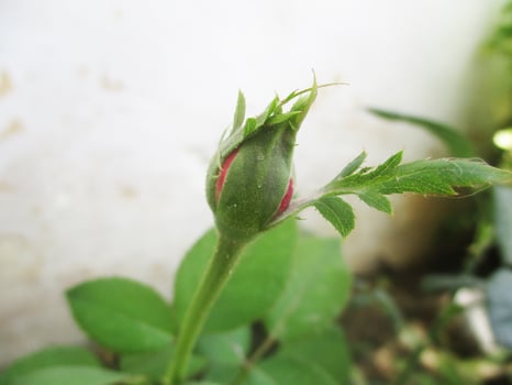 foliage Leaves fruits and Flowers photo
