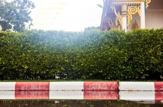 Low angle view against a backlit green wall of bushes against white and red concrete blocks. photo