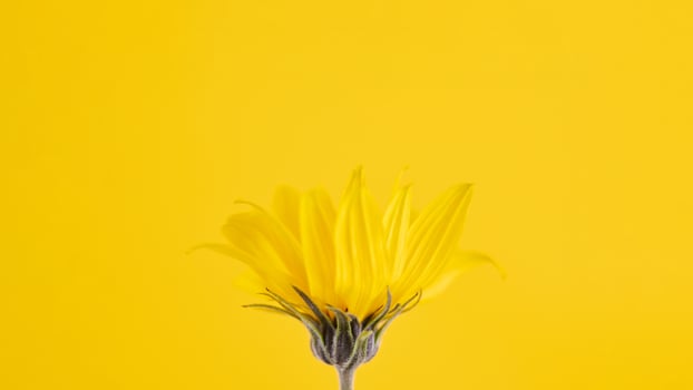 Yellow flower bud of topinambur on yellow background, top copy space, blurred yellow flower photo