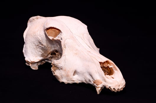 Animal skull on black background photo