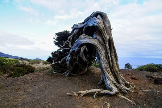 Tree trunk close-up photo