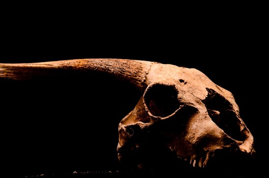 Ram head close-up photo