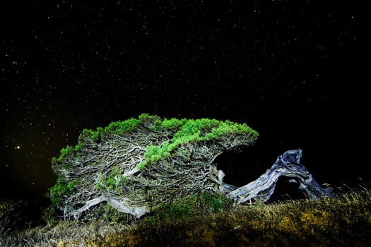 View of dead tree photo
