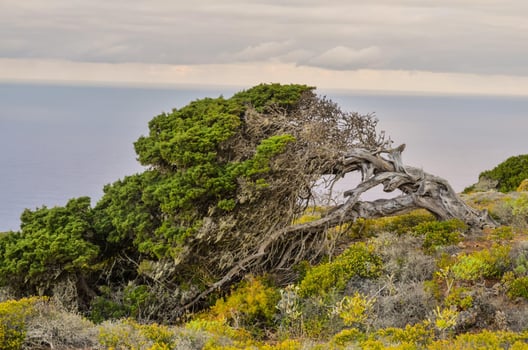 Dead tree over the cliff photo