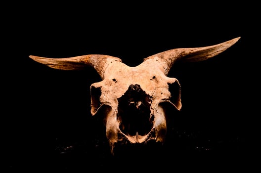 Isolated ram skull photo