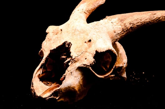 Isolated ram head photo