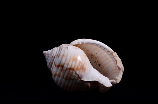 Seashell on black background photo