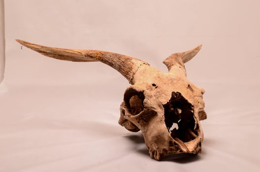 Ram skull close-up photo