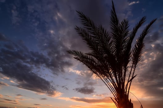 View with palm tree photo