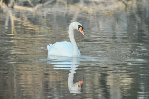 Beautiful swan swimming photo