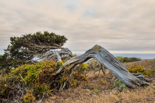Dead tree over the cliff photo