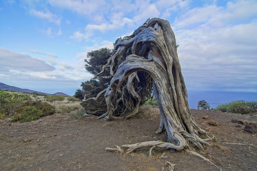 Old windblown tree photo