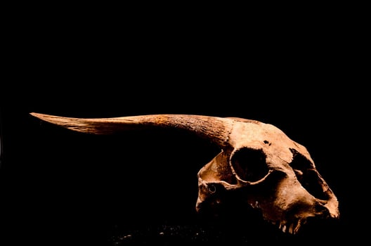 Animal skull on black background photo