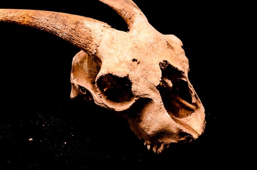 Ram skull close-up photo
