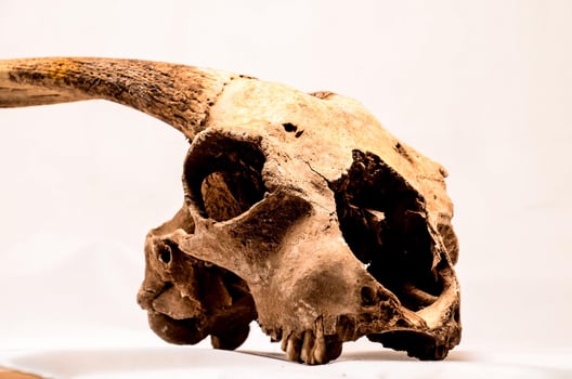Ram skull close-up photo