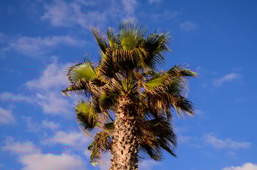 Palm trees view photo