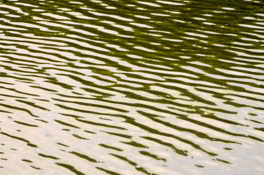 Pond water close-up photo