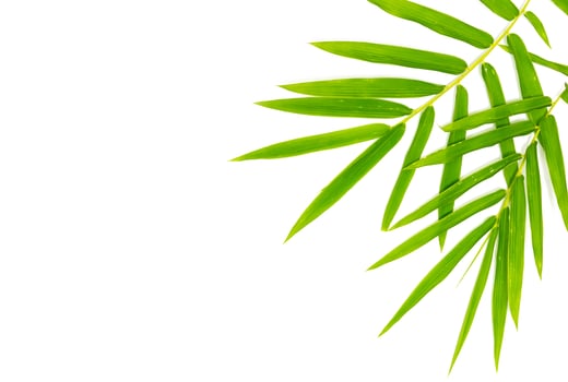 Bamboo leaves on white background photo