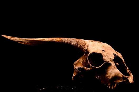 Ram skull on black background photo