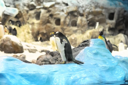 Colony of penguins photo