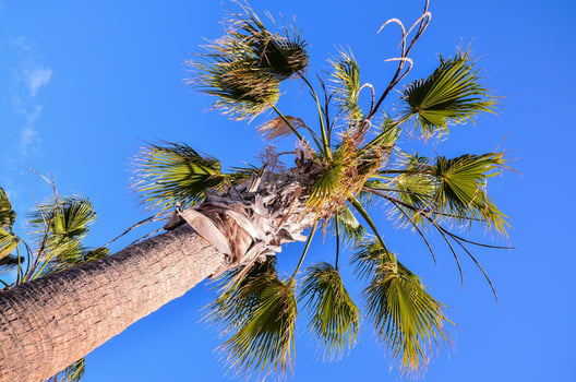 View with palm tree photo