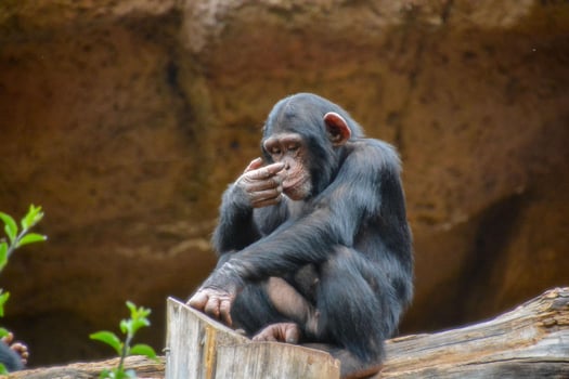 Little monkey in the zoo photo