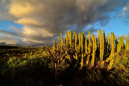 Scenic desert view photo