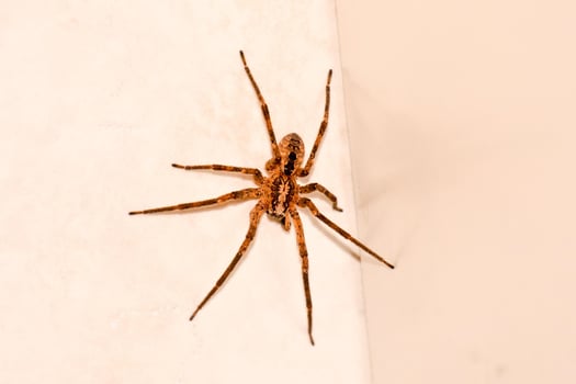 Large spider on the wall photo