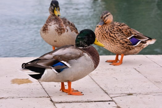 View of wild ducks photo