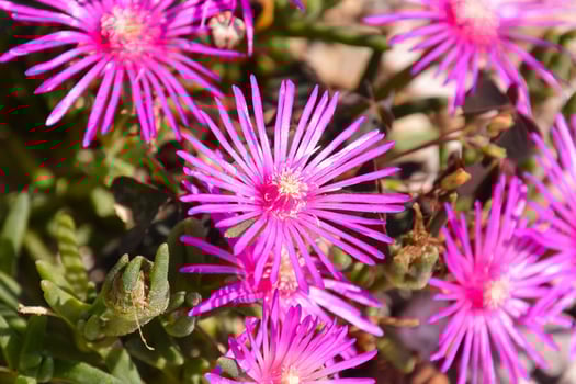 Pink flowers close-up photo