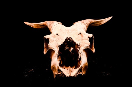 Ram skull on black background photo